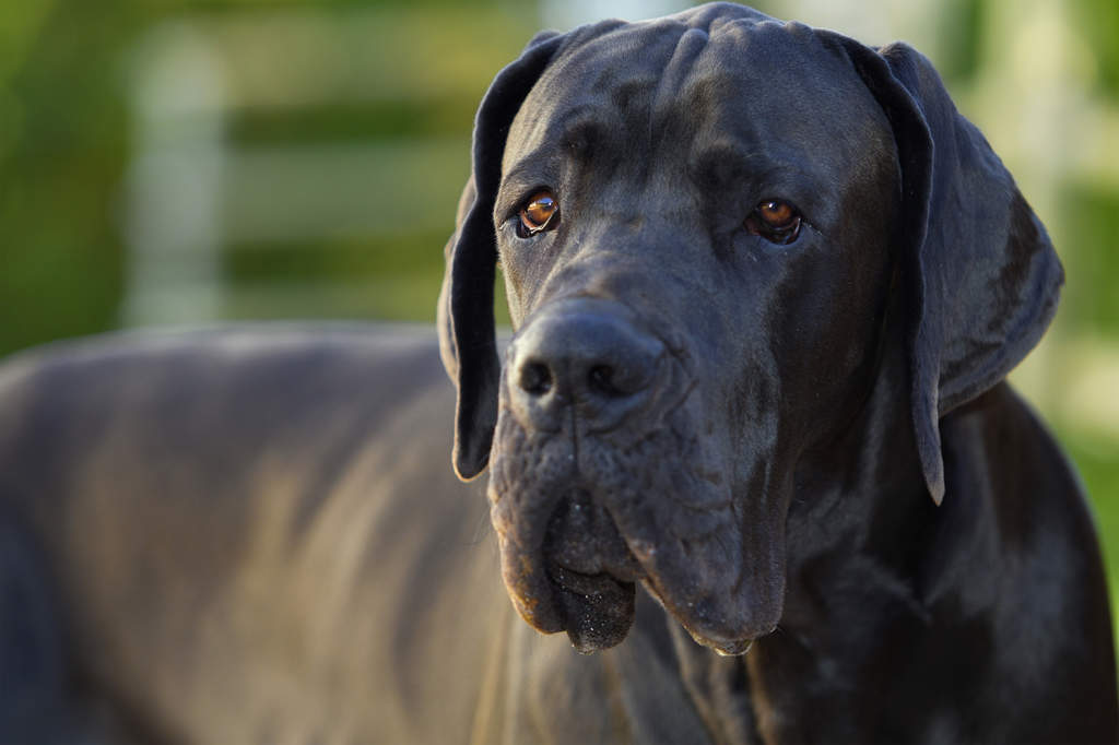 Deutsche Dogge Hunde Informationen Zu Den Bienenarten Omlet