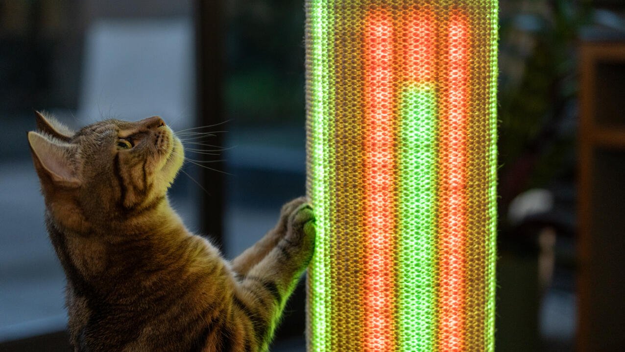 Katze, die sich mit dem lichtmodus auf einem Switch katzenkratzer beschäftigt