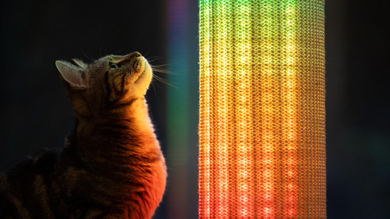 Katze beobachtet regenbogenfarbene lichteinstellung auf dem Switch katzenkratzer