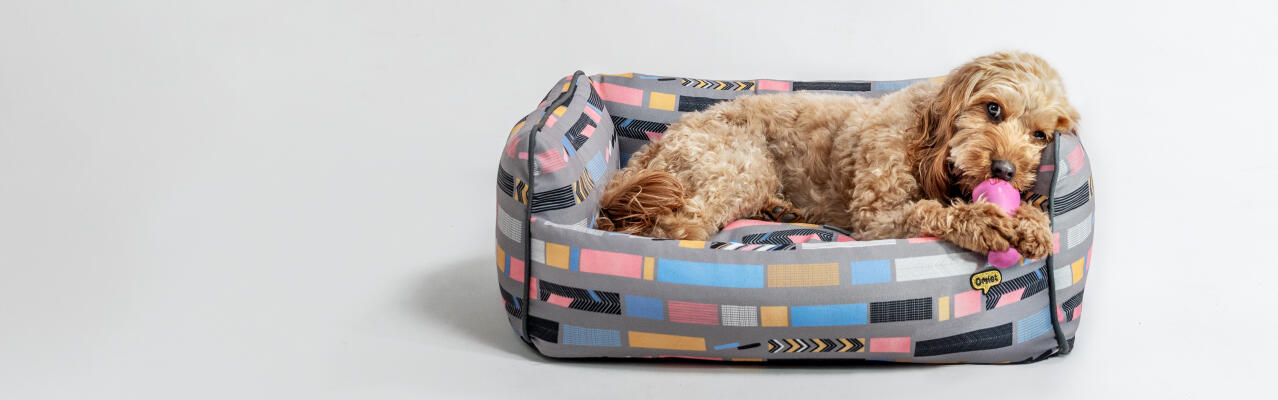 Hund schläft im Omlet medium cushion hundebett