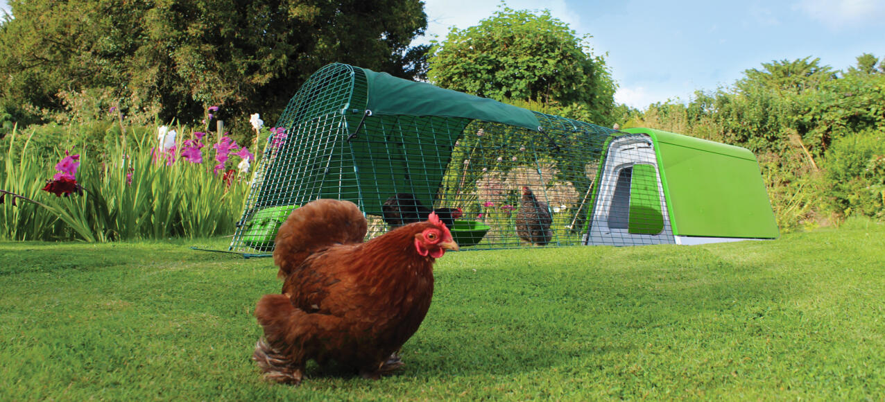 Einen Eglu Go hühnerstall mit auslauf in einem garten mit drei hühnern