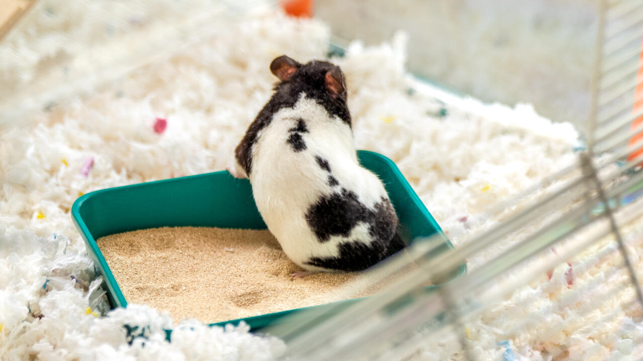 Hamster in einem sandbad im großen Omlet hamsterkäfig