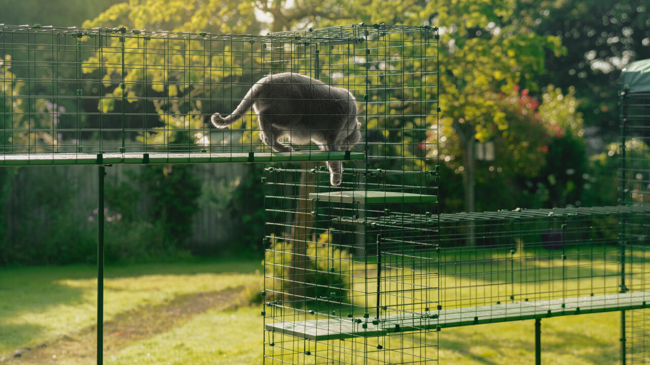 Große katze benutzt katzentunneltürme, um in den katzenauslauf zu gelangen