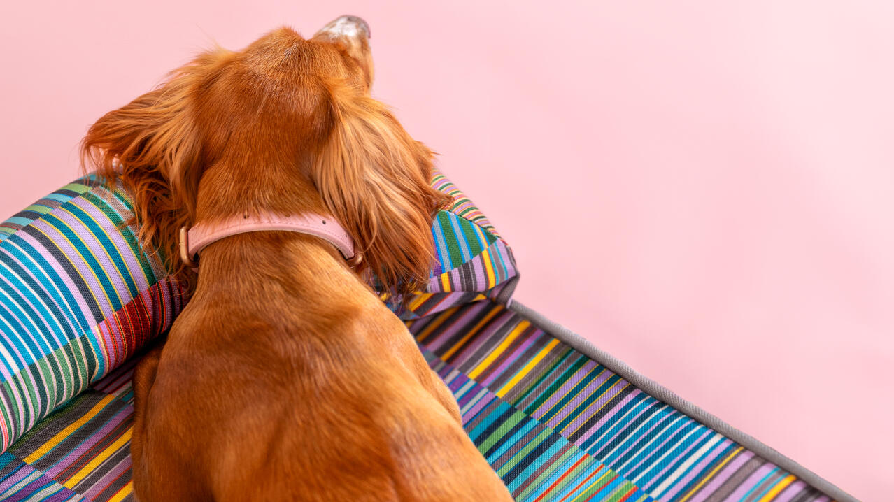 Hunde kopf unterstützt auf memory-schaumstoff hundebett in pawsteps elektrische muster