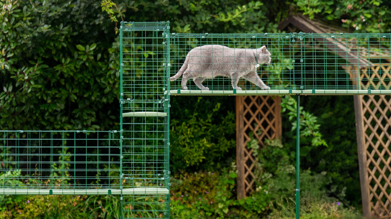 Große katze, die sich durch den catio-tunnel in einem garten bewegt