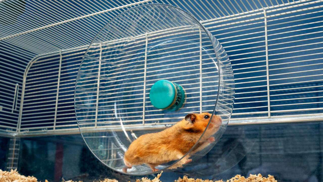 Hamster läuft auf Omlet's extra großem silent wheel