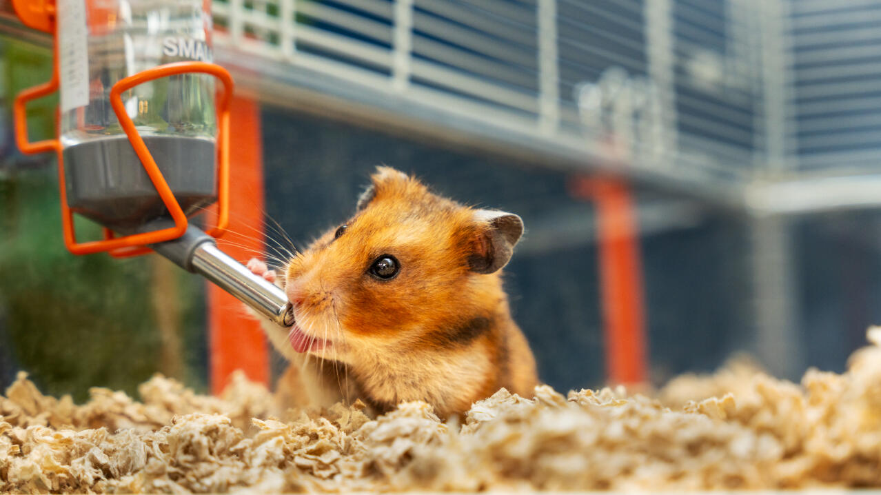 Hamster trinkt aus der wasserflasche in einem Omlet hamsterkäfig