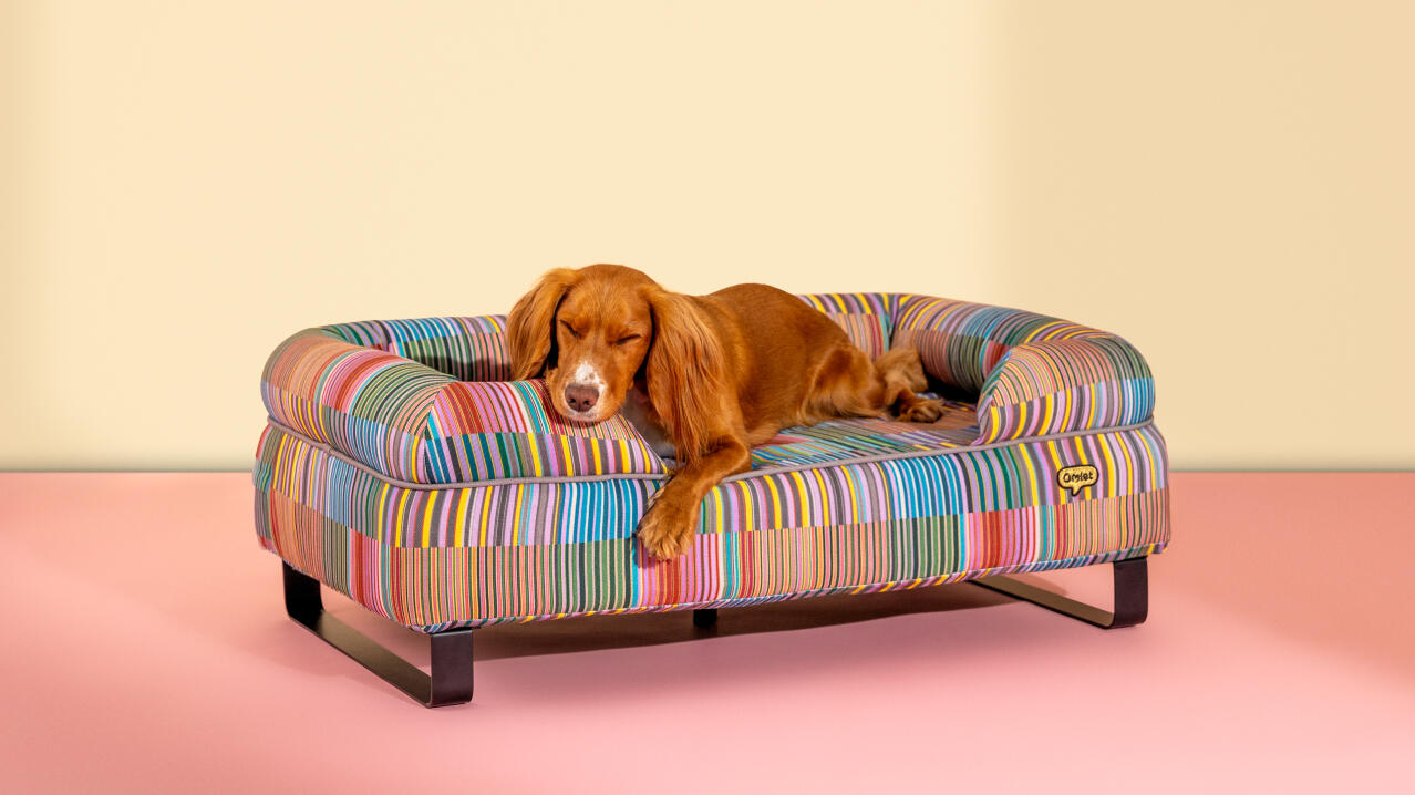 Hund, der in einem farbenfrohen, gepolsterten hundebett von Omlet