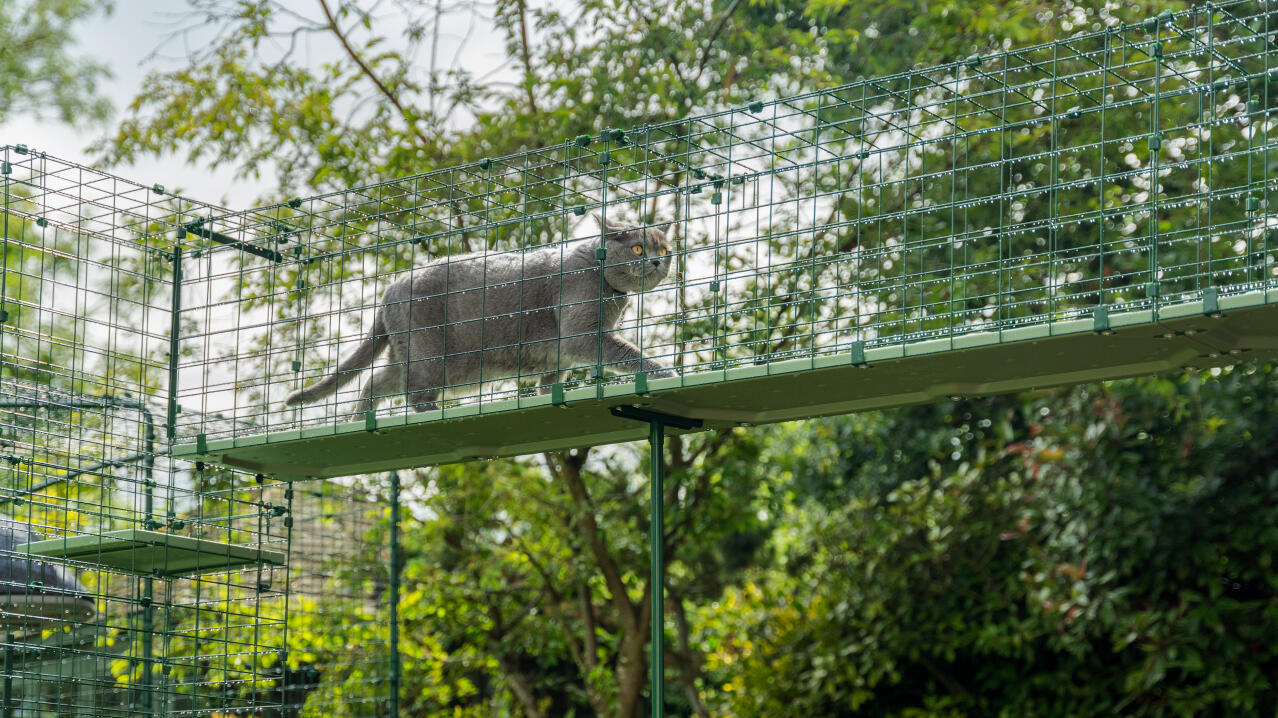 Katzenspaziergang auf einem robusten, anpassbaren katzenlaufsteg