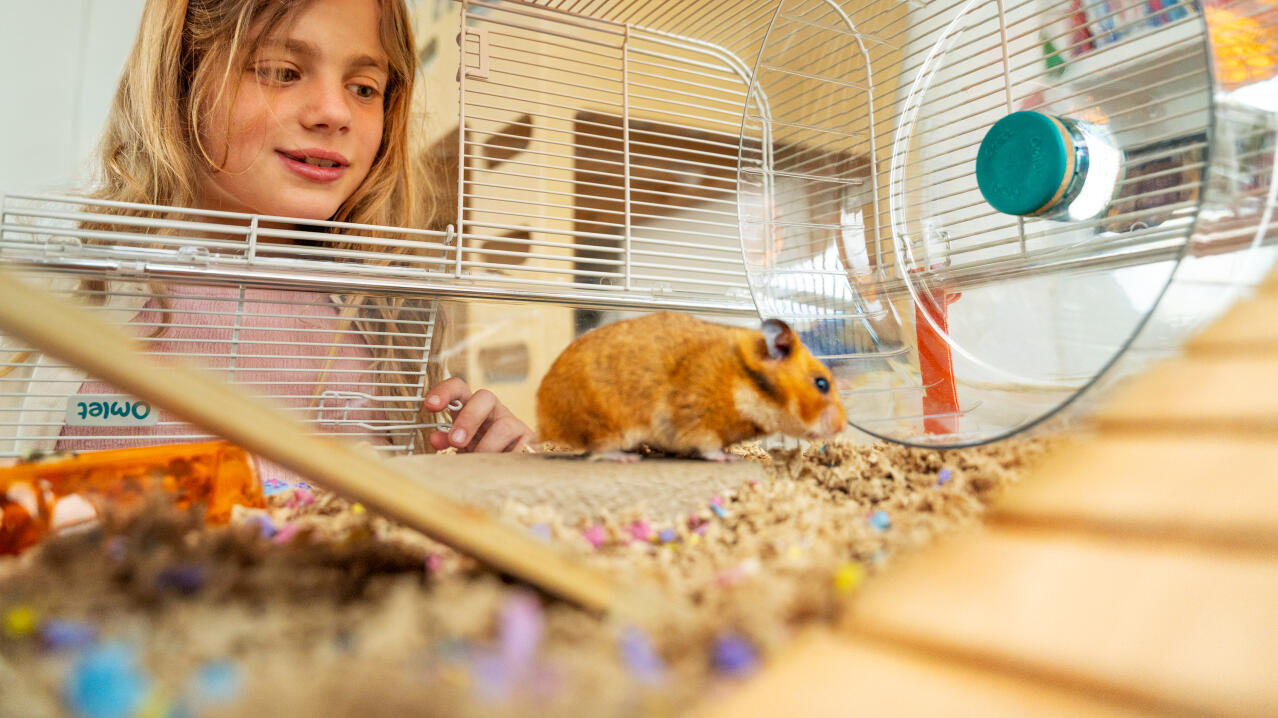 Kleines mädchen beobachtet ihren hamster im großen Omlet hamsterkäfig