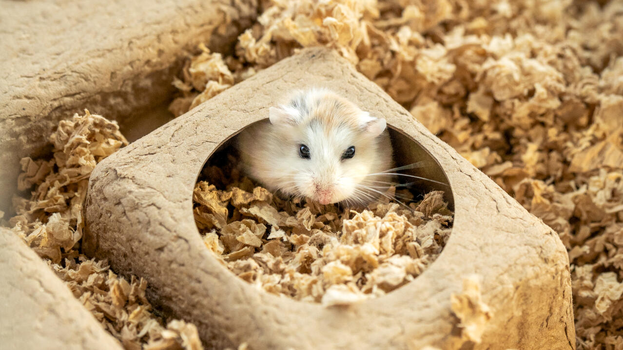 Hamster, der seinen kopf aus einem kompostierbaren hamsterversteck steckt