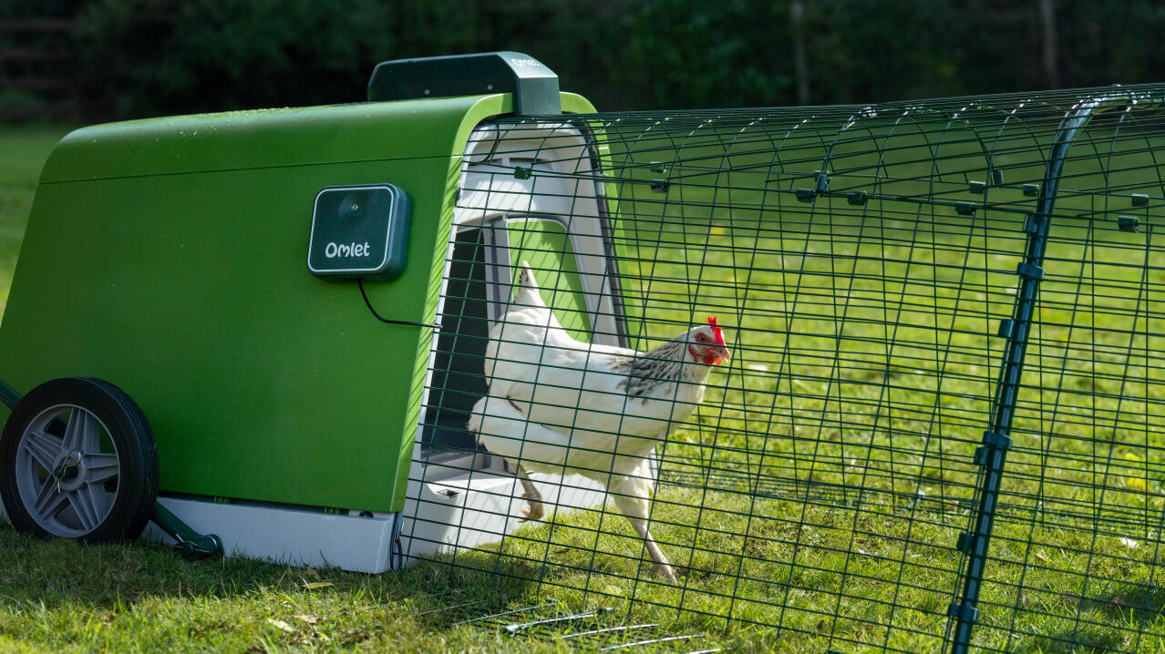 Weißes huhn, das aus dem Eglu Go hühnerstall kommt und den automatischen türöffner benutzt