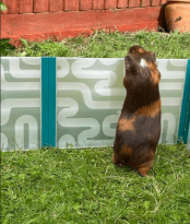 Ein meerschweinchen gegen die seite des großen laufstalls.