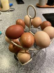 Eier auf skelter