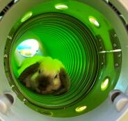 Cookie, der minilop, der an einem sommertag in seinem tunnel ein schläfchen macht