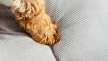 Eine hundepfote auf dem kieselgrauen kissen hundebett entworfen von Omlet