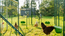 Hühner in einem begehbaren auslaufgehege mit futterstellen und sitzstangen, mit einer spielenden familie im hintergrund.