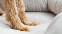 Detail von pfoten in einem hundebett mit kordelnoppen