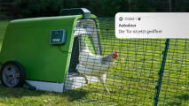 Weißes huhn, das aus seinem Eglu Go hühnerstall kommt, mit telefonbenachrichtigungs-pop-up