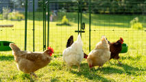 Hühner picken im sonnenschein in einem auslaufgehege auf dem boden
