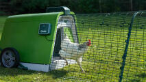 Weißes huhn, das aus dem Eglu Go hühnerstall kommt und den automatischen türöffner benutzt