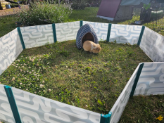 Ein meerschweinchen, das im meerschweinchen-laufstall in einem garten spielt.