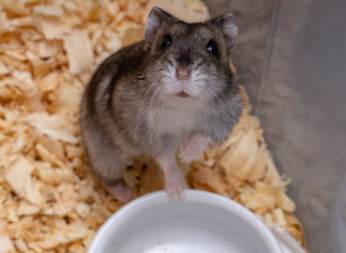 Das ist taz, mein hamster