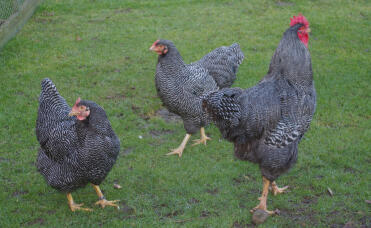 Drei barred hens