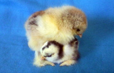 Brahma und Pekin Chicks