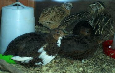 Coturnix Wachtel