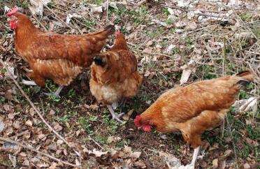 Drei hybride rhode island red light sussex cross hühner