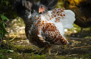 Spritzrot geschnürtes Wyandotte Pullet