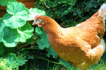 Huhn im garten