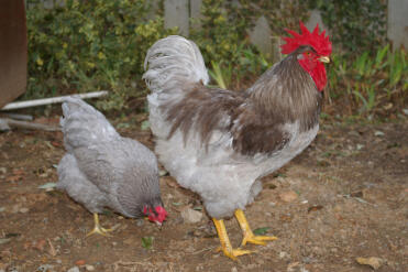 2 hühner im garten