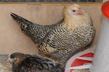 Citron Penciled Hamburg Pullet