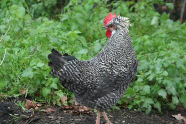 Huhn im garten