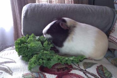 Meerschweinchen frisst kopfsalat