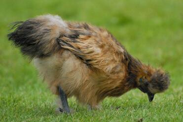 Rebhuhn Silkie