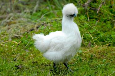 Weißes Silkie Pullet