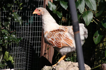 Huhn auf felsen stehend