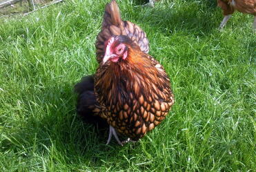 Gold geschnürtes Orpington Bantam Pullet