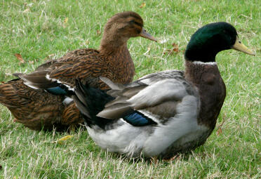 2 enten auf gras