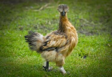 Rebhuhn Silkie