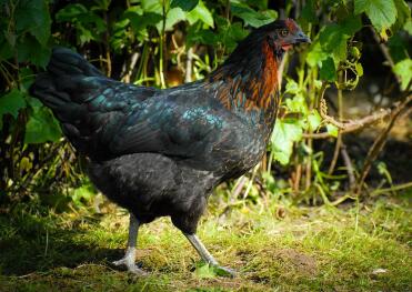 Black Rock Hen