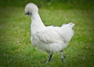 Weißes Silkie Pullet