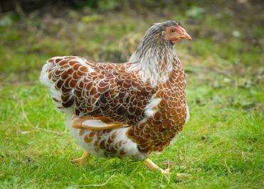 Spritzrot geschnürtes Wyandotte Pullet