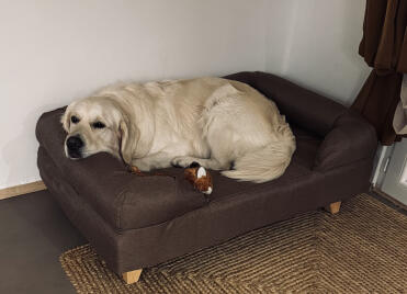 Golden retriever 40 kg . er liebt sein neues körbchen . 🧺 perfekt 