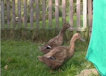 2 enten im garten