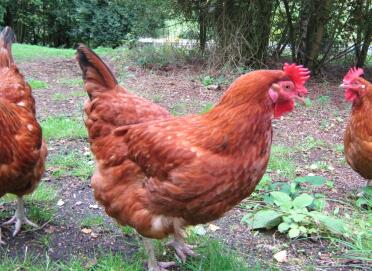 Gingernut ranger hühner im garten