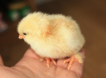 WHEATON MARAN CHICK